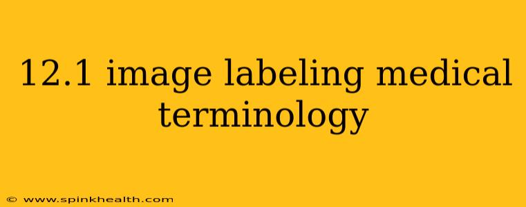 12.1 image labeling medical terminology