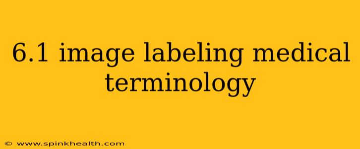 6.1 image labeling medical terminology