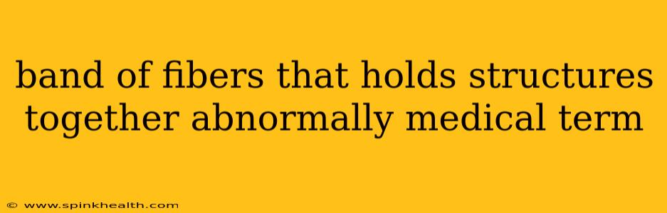 band of fibers that holds structures together abnormally medical term