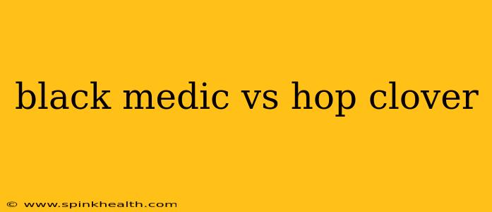 black medic vs hop clover