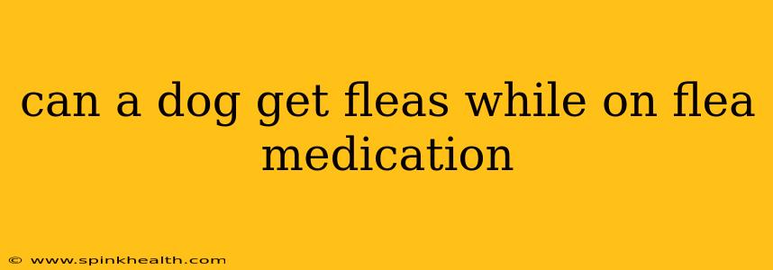 can a dog get fleas while on flea medication