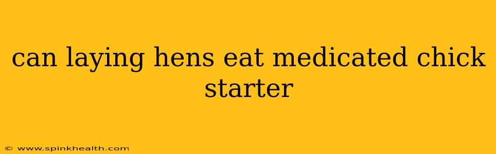 can laying hens eat medicated chick starter