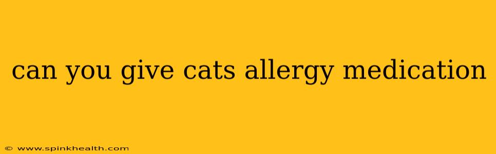 can you give cats allergy medication