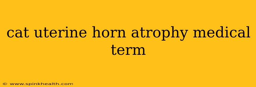cat uterine horn atrophy medical term
