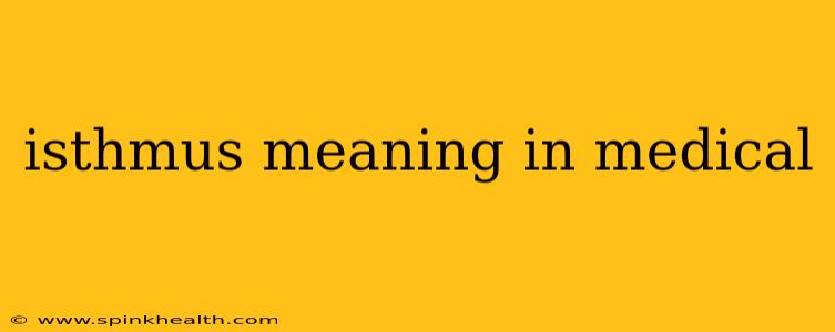 isthmus meaning in medical