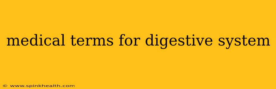 medical terms for digestive system