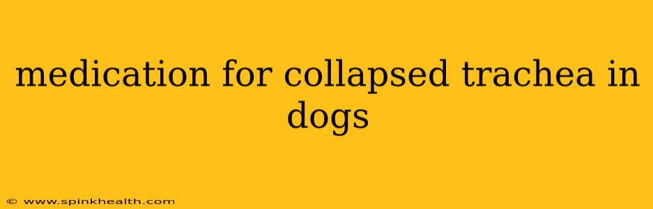 medication for collapsed trachea in dogs