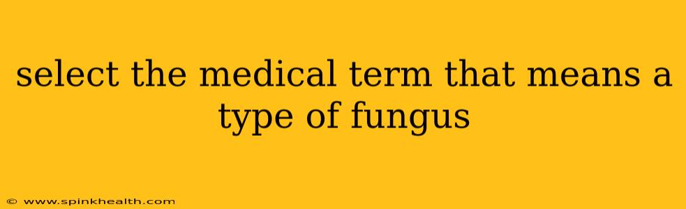 select the medical term that means a type of fungus