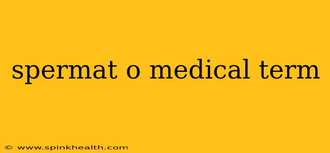 spermat o medical term