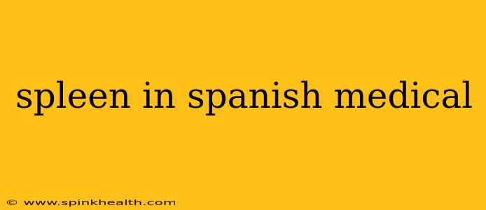 spleen in spanish medical