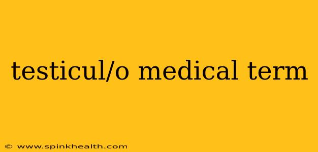 testicul/o medical term