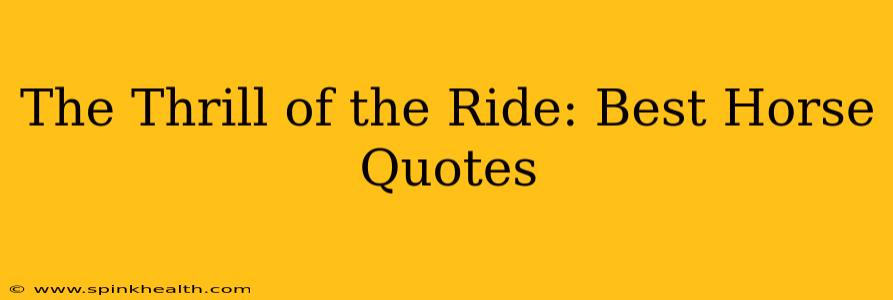 The Thrill of the Ride: Best Horse Quotes