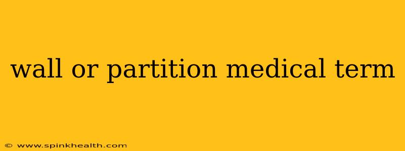 wall or partition medical term