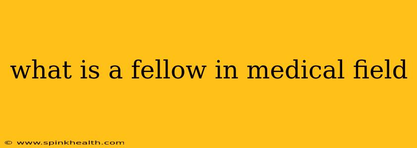what is a fellow in medical field