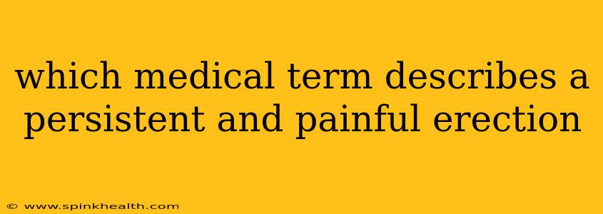 which medical term describes a persistent and painful erection